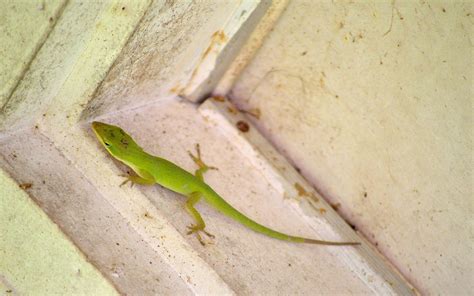 is it normal lizard smelly at home