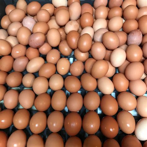 1 Dozen Farm Fresh Eggs