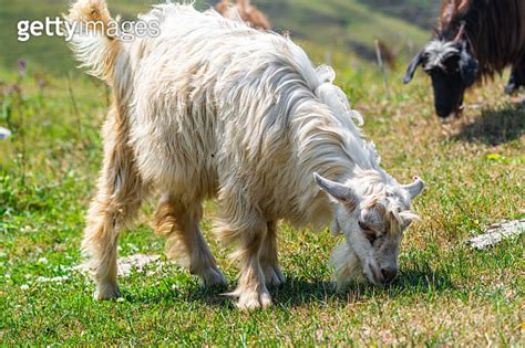 Goat Grazes On A Green Meadow