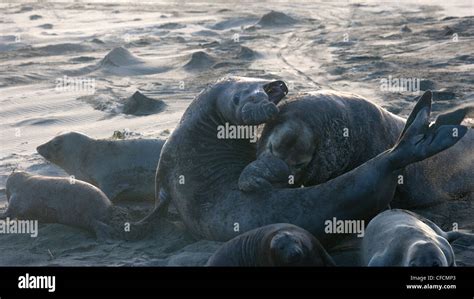 Elephant Seal Bulls Fighting Stock Photo Alamy