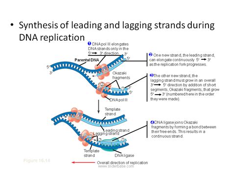 Priming Dna Synthesis