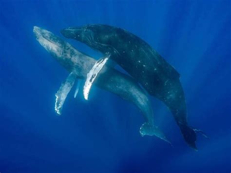 Whale Experts Make Unprecedented Discovery After Watching Two Males