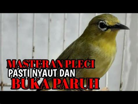 MASTERAN PLECI AGAR CEPAT BUKA PARUH Pasti Capat Respon Nyaut YouTube