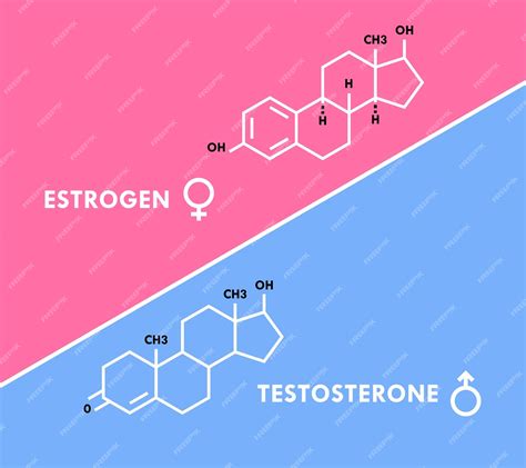 Symbole Des Hormones œstrogène Et Testostérone Formule Moléculaire Des