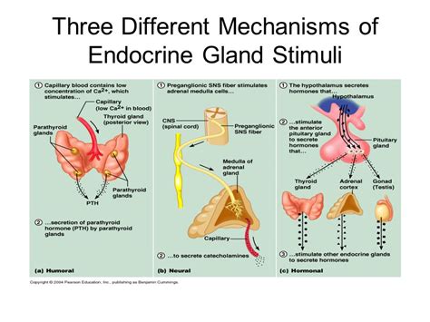 Neural Stimuli Endocrine System Abba Humananatomy