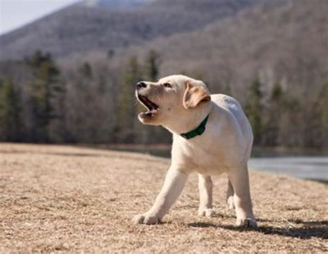 Mi perro no deja de ladrar por qué Bekia Mascotas