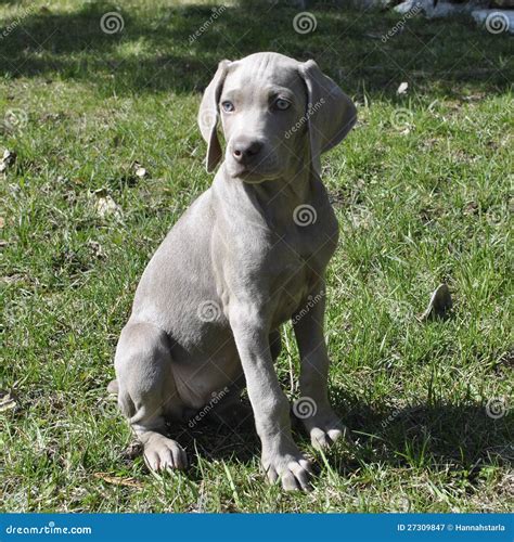 Weimaraner puppy stock image. Image of loyal, friend - 27309847