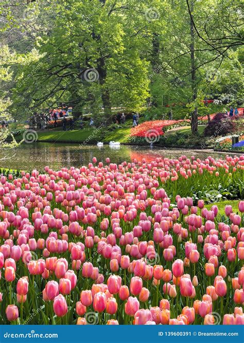 Blooming Multicolor Tulips In Spring Garden Of Netherlands Stock Image