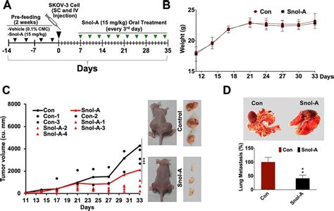 Snol A Caused Suppression Of Tumor Growth And Lung Metastasis In Vivo