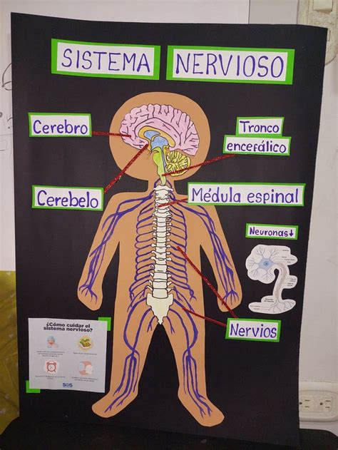 Sistema Nervioso En Sistema Nervioso Para Colorear Sistema