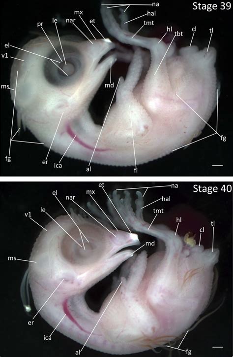 Stages 39 and 40: Anterior-posterior axis reads left to right in both ...