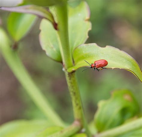 Download free photo of Fire beetle, beetle, insect, plant, leaf - from needpix.com