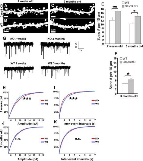 Caspase 3 KO Mice Manifest Abnormalities In Spine Density And MEPSCs