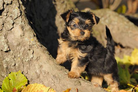 Yorkshire Terrier Steckbrief Charakter Wesen And Haltung