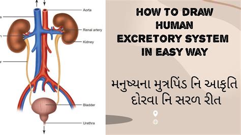 HOW TO DRAW HUMAN EXCRETORY SYSTEM IN EASY WAY FOR CLASS 10 મનષય ન