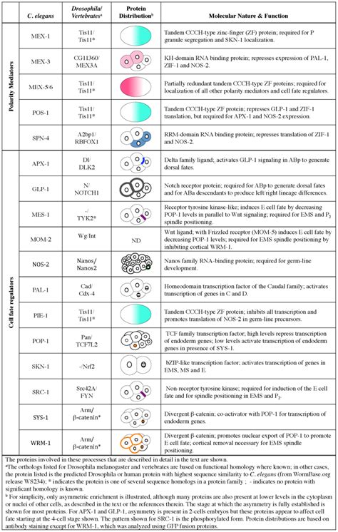 Table 3 Polarity Mediators And Cell Fate Regulators Wormbook Ncbi