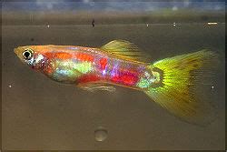 Hybrid Fish - The Free Freshwater and Saltwater Aquarium Encyclopedia ...