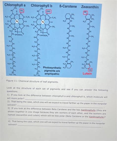 Solved Figure 11: Chemical structure of leaf pigments. Look | Chegg.com