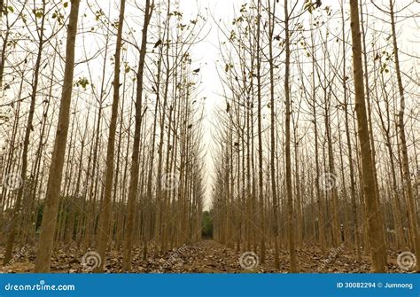 Teak Trees In An Agricultural Forest Stock Photo Image Of Summer