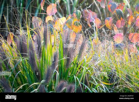 Pennisetum Alopecuroides Black Beauty Hi Res Stock Photography And