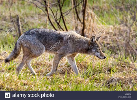 Eastern Coyote Stock Photos & Eastern Coyote Stock Images - Alamy