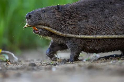 Beaver Facts - Animal Facts Encyclopedia