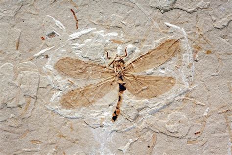 Dragonfly Fossil Photograph By Pascal Goetgheluckscience Photo Library