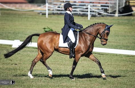 Fernhill By Night Eclipses The Field At Ocala Jockey Club International