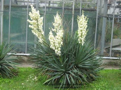 Yucca Gloriosa Piante Appartamento Yucca Gloriosa Caratteristiche