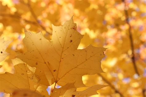 Free Images Branch Sunlight Fall Flower Color Autumn Yellow