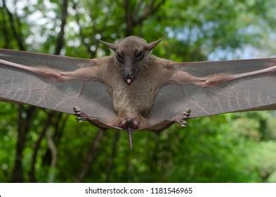 Esser False Vampire Bat Sleeping Cave Stock Photo 1181546965 | Shutterstock