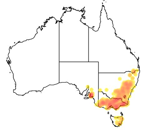 Varnish Wattle Wt Landcare Flora Index