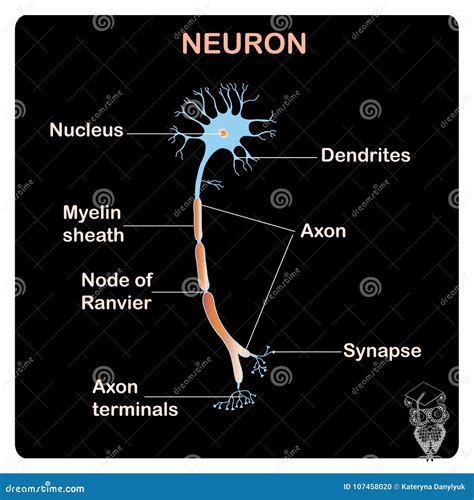 Basic Neuron Structure