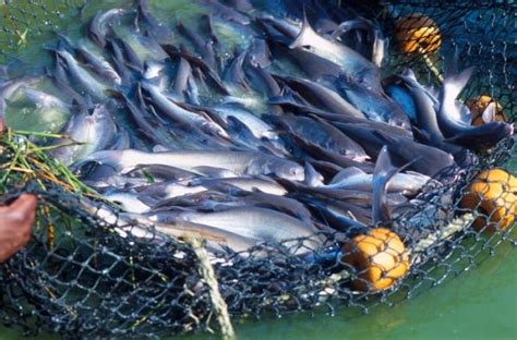 Fish Farming Business Plan For Beginners Asia Farming