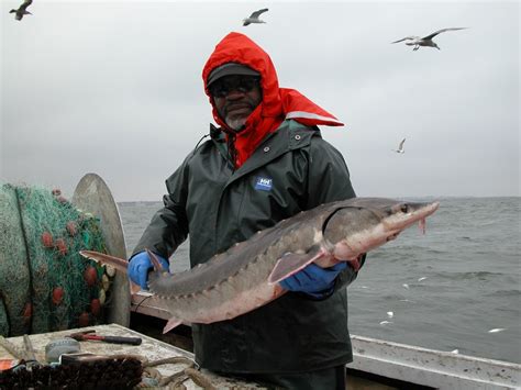 Northeast Coastal and Barrier Network Species Spotlight: Atlantic ...