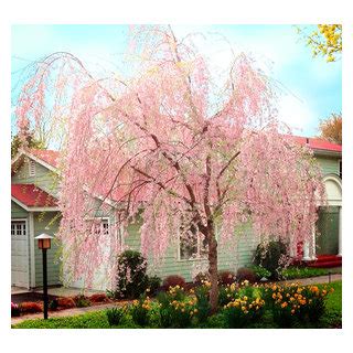 Weeping Higan Cherry Garden Other By Caliper Farms Nursery And