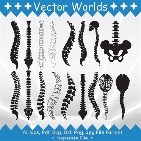 Spine Svg Spine Clipart Spine Anatomy Clip Art Spine Etsy Uk The Best