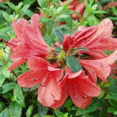 Azaleas Evergreen Azaleas Deciduous Azaleas Millais Nurseries