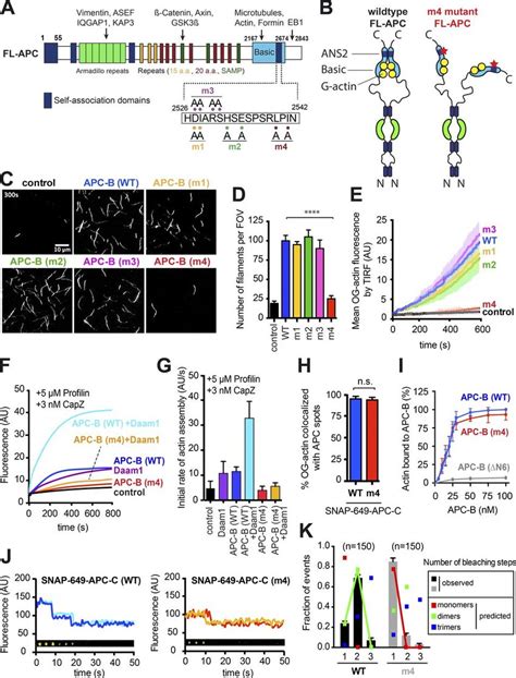 Specific Point Mutations In The Apc Basic Domain Disrupt Actin