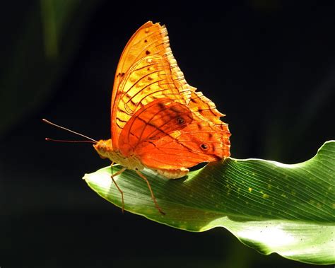 0727 Cruiser Butterfly Coffs Harbour Butterfly House Flickr