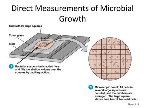 Measuring Microbial Growthppt