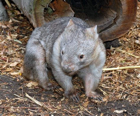 Common Wombat Vombatus Ursinus