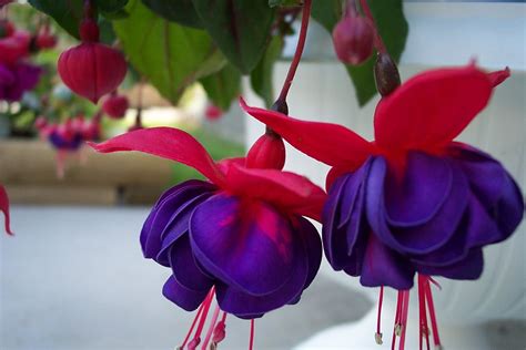 fuchsia[1] (image)