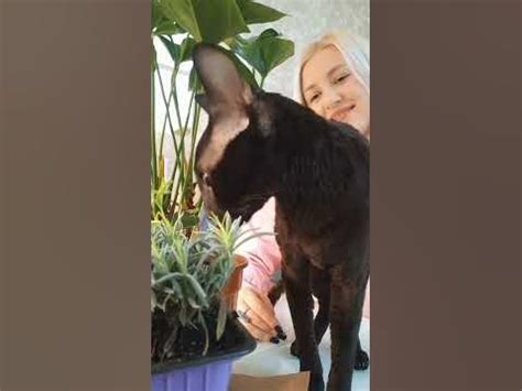 Распаковка растений из #дарвин #растения #цветы #распаковка #обзор # ...