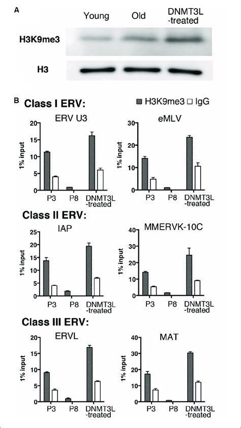 Ectopic Dnmt3l Established A Long Term Effect On Global H3k9me3