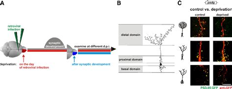 Figure 1 From A Critical Period For Activity Dependent Synaptic