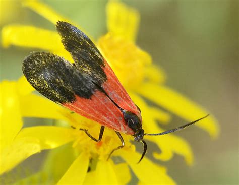 Black And Yellow Lichen Moth Lycomorpha Pholus BugGuide Net