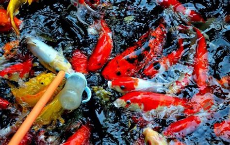 10 Makanan Ikan Koi Terbaik Agar Cepat Besar And Sehat Sindunesia