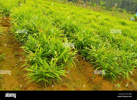 Ginger plantation Stock Photo - Alamy