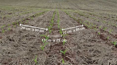 Espaçamento e densidade na cultura do milho YouTube